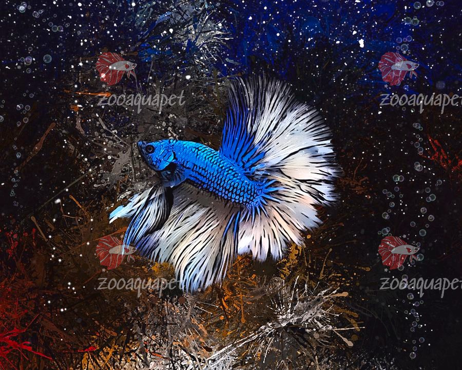 Blue Dragon Betta Fish