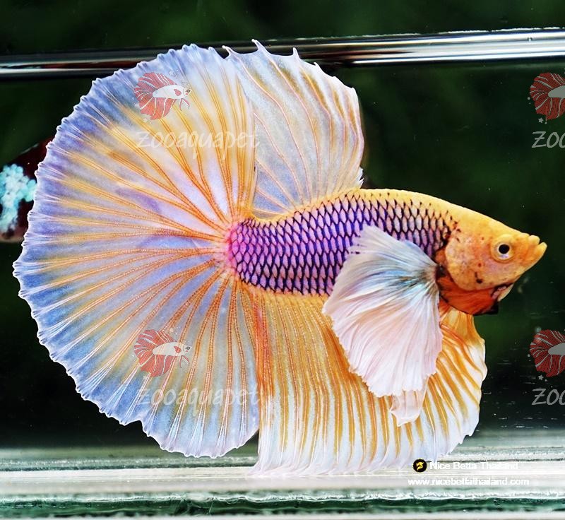 ảnh nền cá Betta Dumbo Dứa đẹp