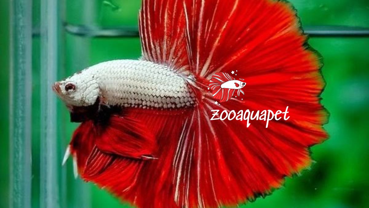 Cá betta ăn muỗi có tốt không zooaquapet