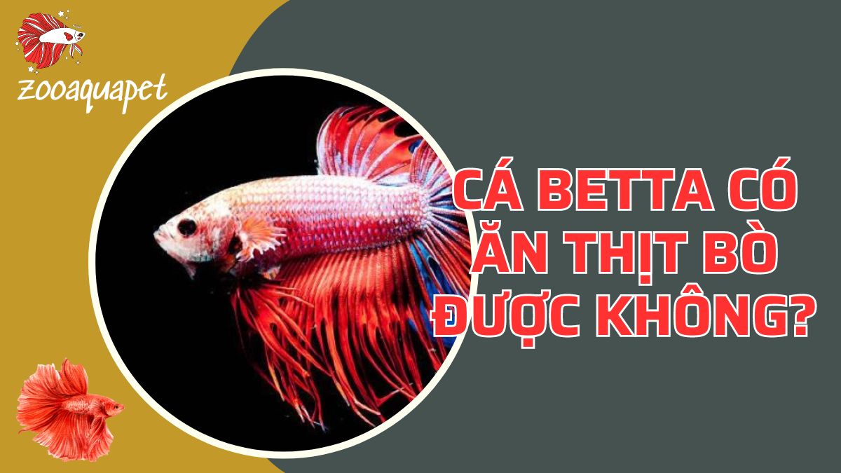 Cá betta có ăn thịt bò được không