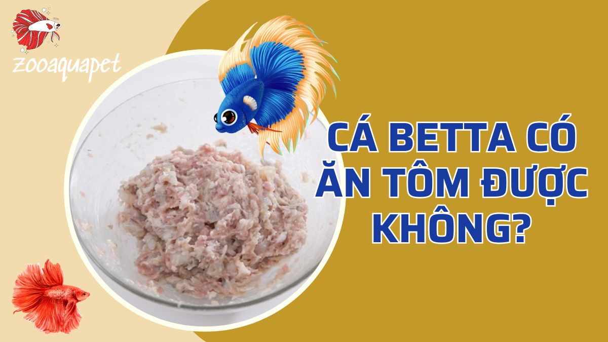 Cá betta có ăn tôm được không