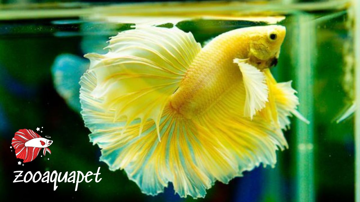 Cá betta dumbo gold zooaquapet