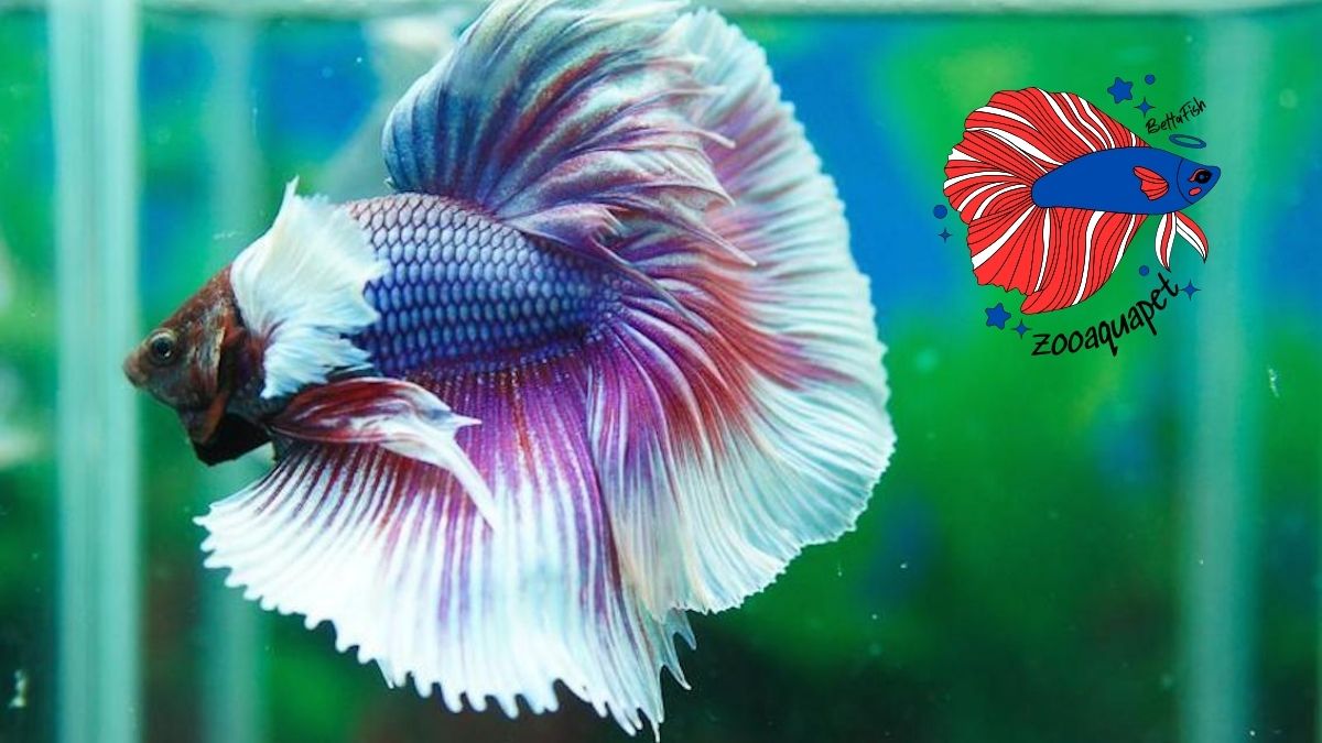 Cá betta dumbo halfmoon zooaquapet