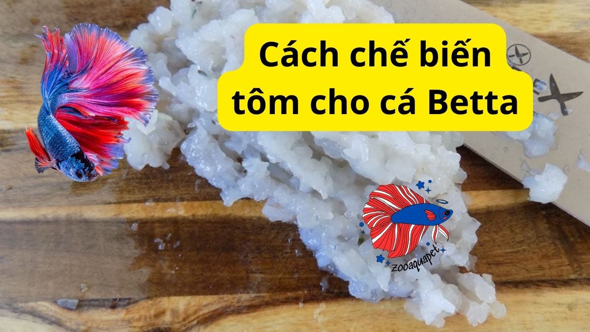 Cách chế biến tôm cho cá betta