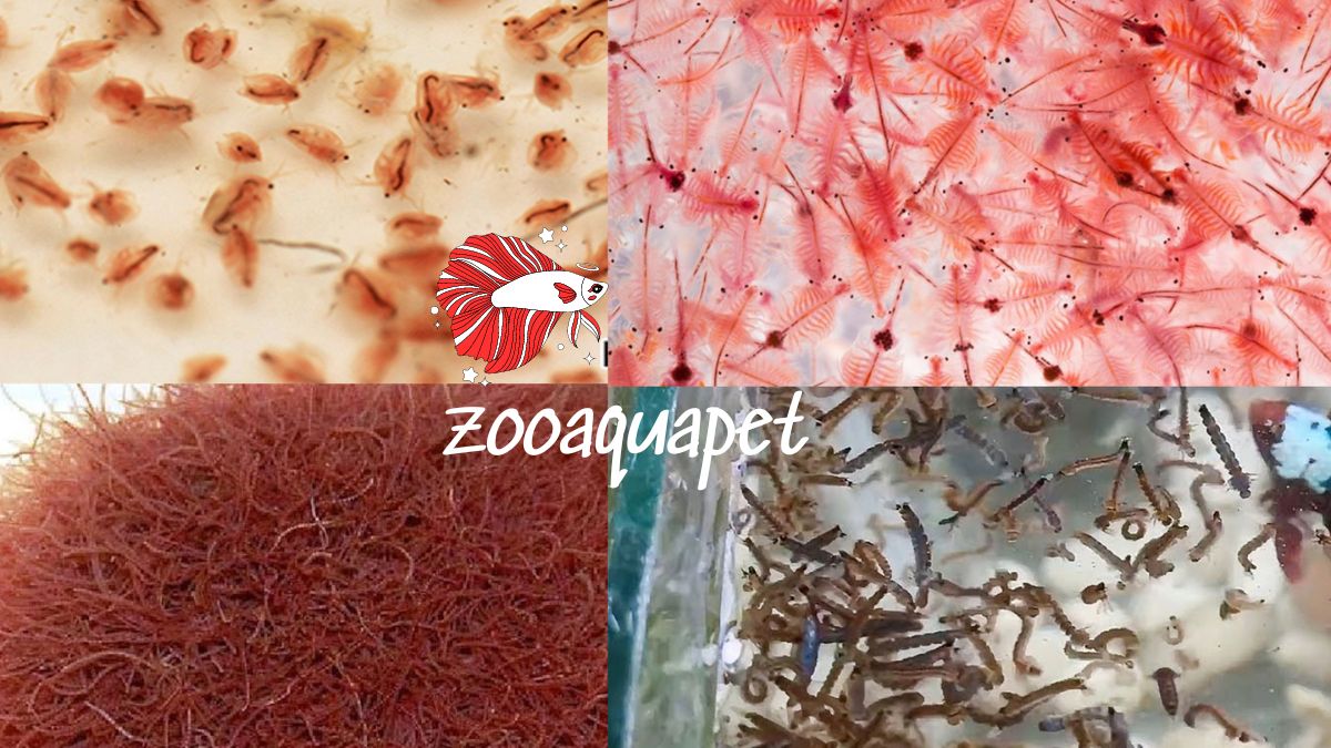 Cách chọn thức ăn cho cá Betta zooaquapet