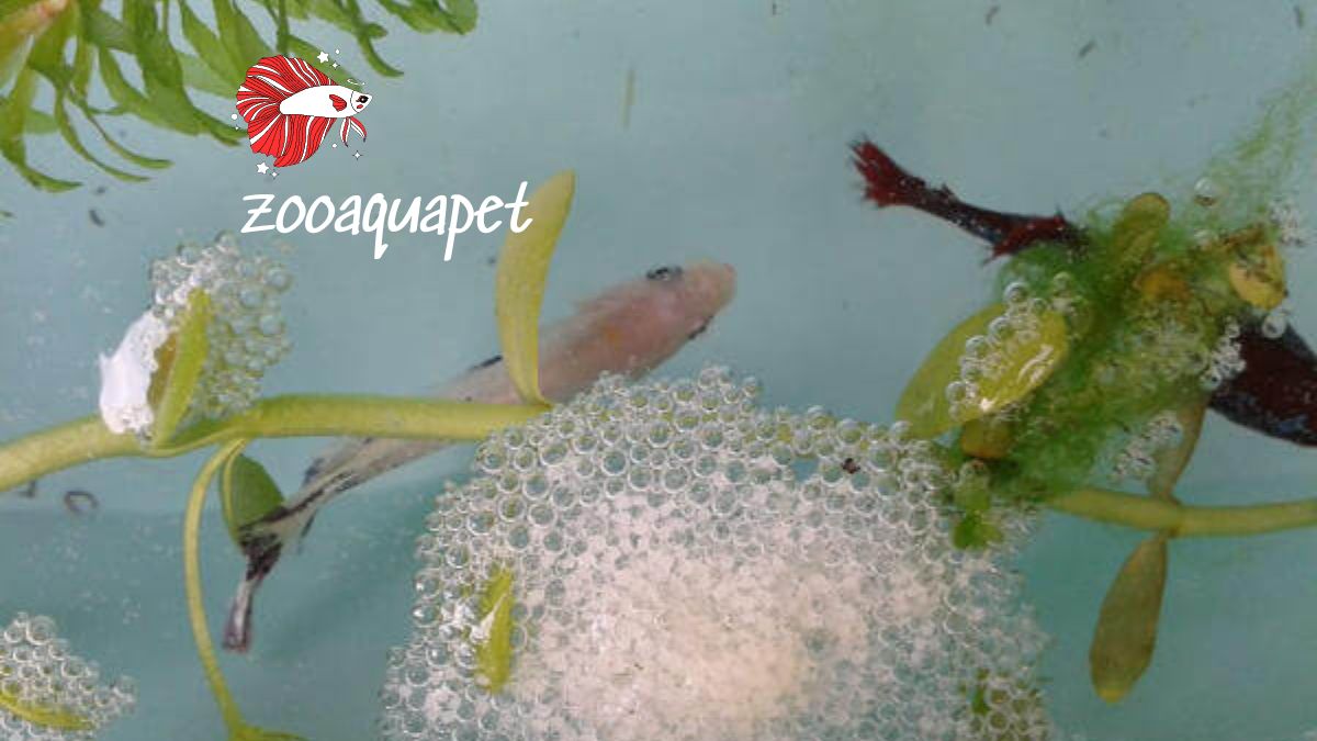 Cách xử lý cá betta trống ăn trứng zooaquapet