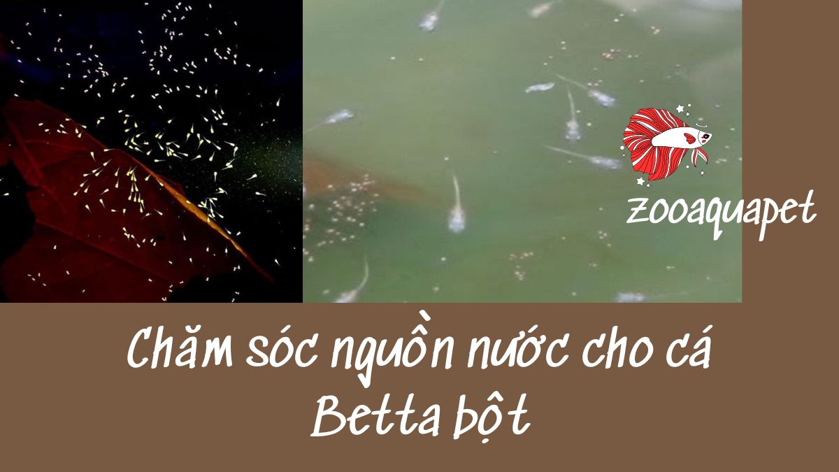 Chăm sóc nguồn nước cho cá Betta bột