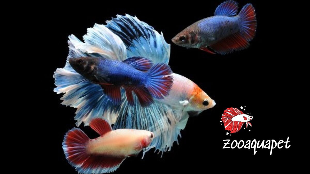 Lưu ý khi cho cá betta ăn muỗi zooaquapet