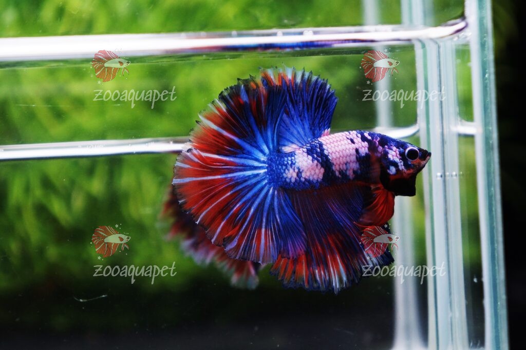 Nemo Galaxy Betta