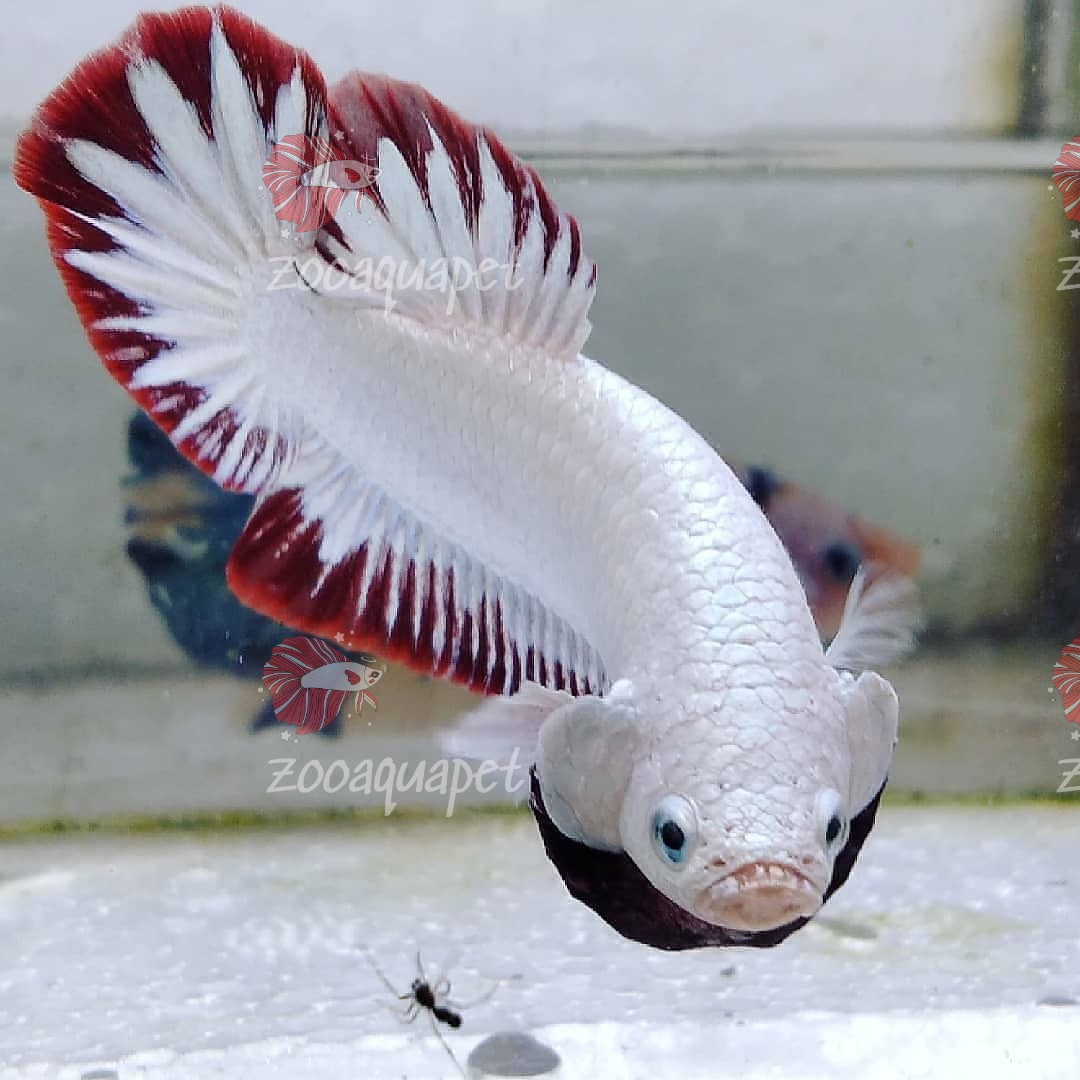 Red Dragon Betta