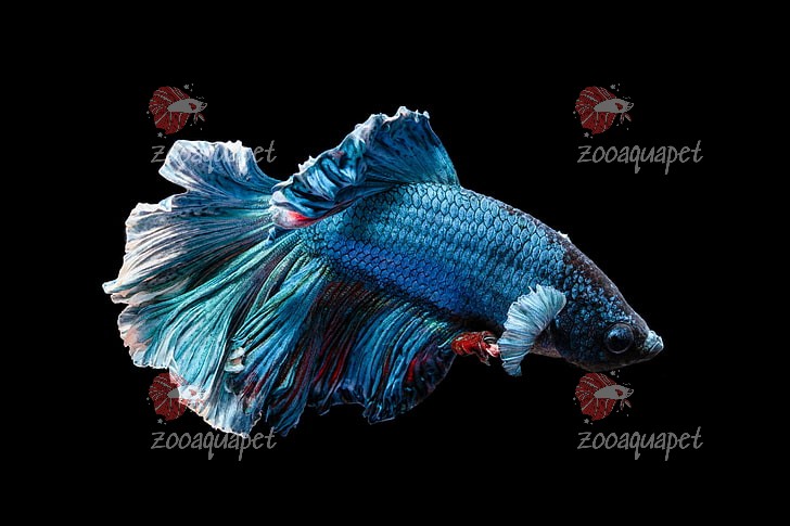 ảnh đại diện cá betta halfmoon