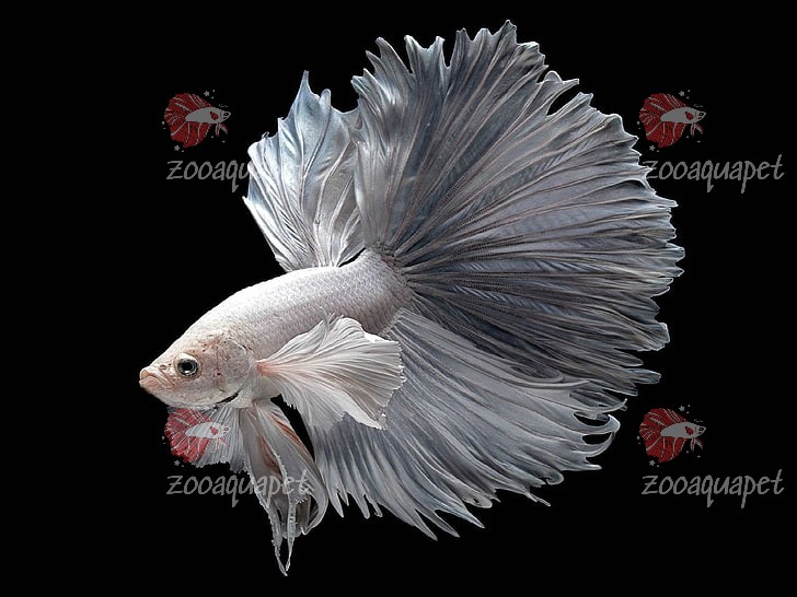 ảnh nên cá betta dumbo white