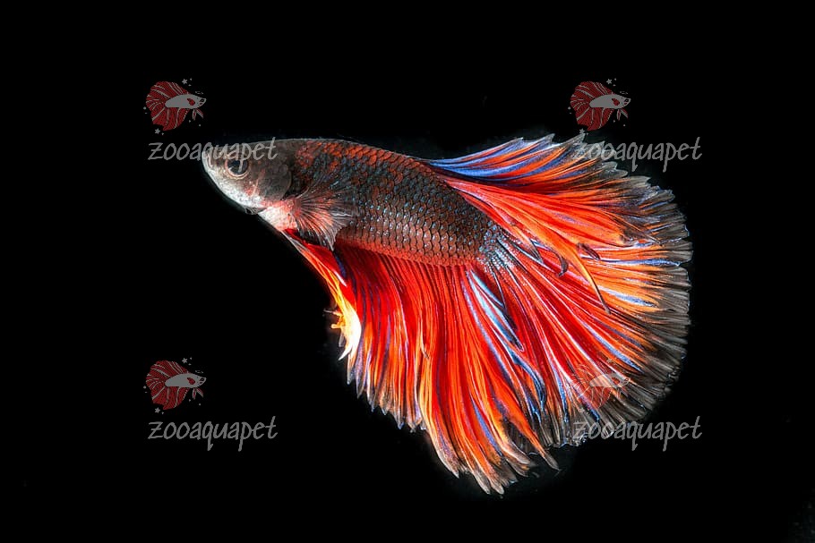 ảnh nền cá red betta