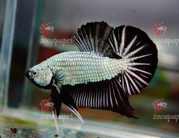 cá Black Dragon Betta