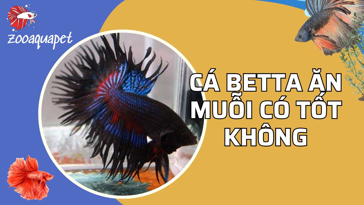 cá betta ăn muỗi zooaquapet