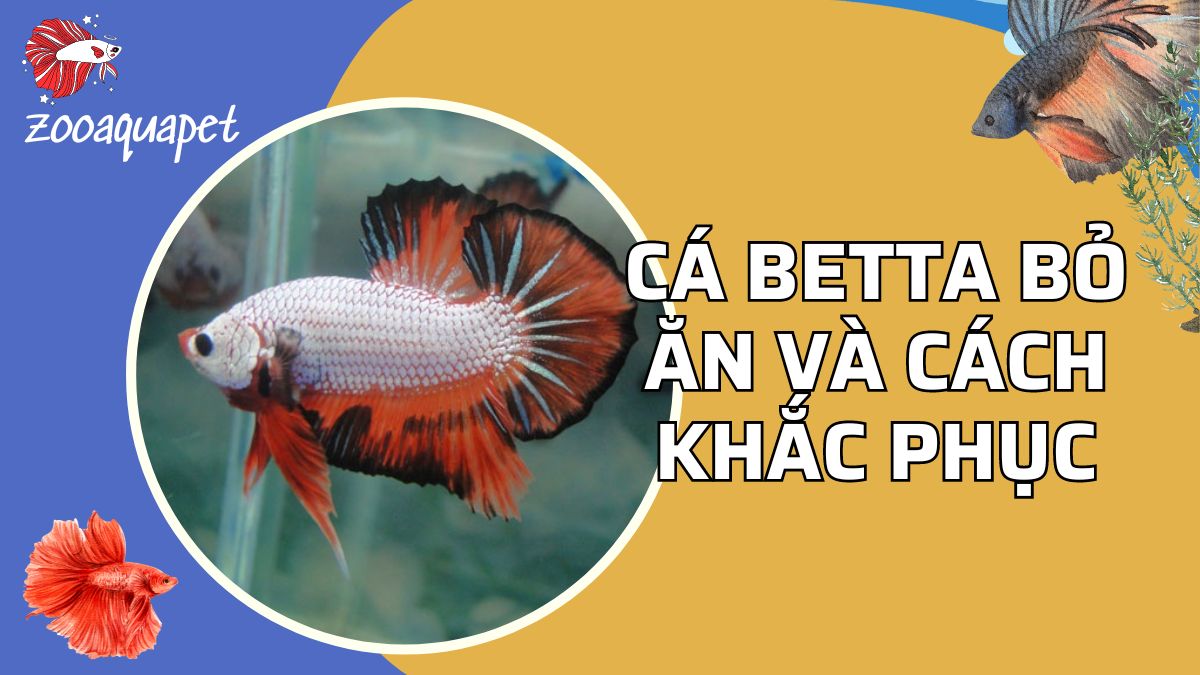 cá betta bỏ ăn zooaquapet