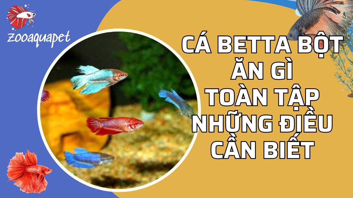 cá betta bột ăn gì zooaquapet