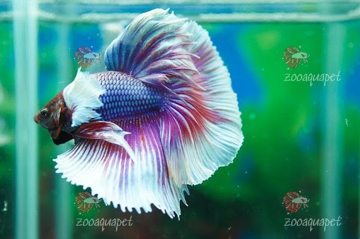 hình nền cá betta halfmoon