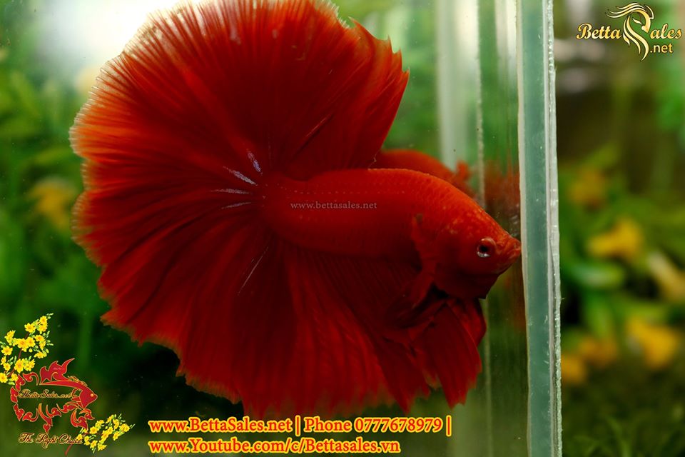 ca betta super red 659c1cf35127a