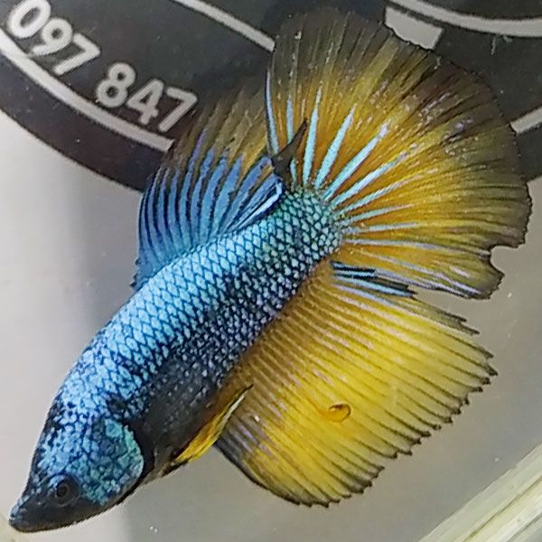 Đặc Điểm Dòng Cá Betta Xanh Zooaquapet