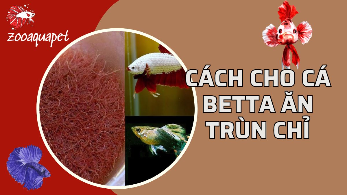 cách cho cá betta ăn trùn chỉ