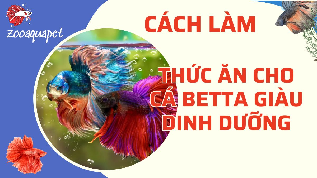 cách làm thức ăn cho cá betta zooaquapet