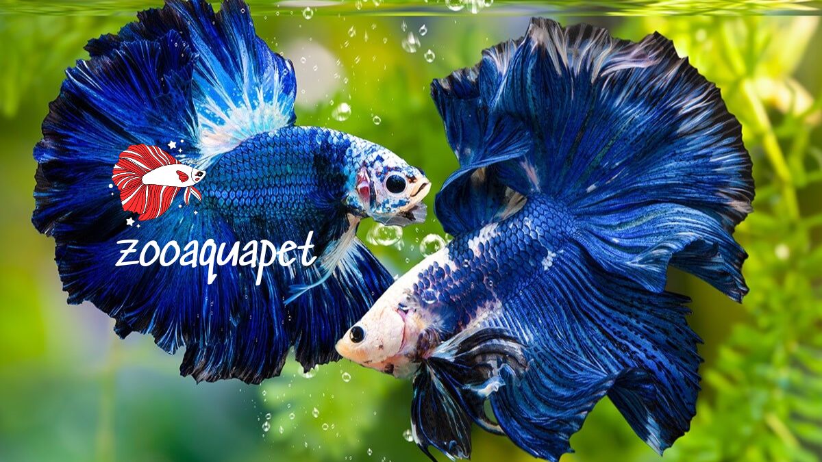 Chế độ ăn cho cá betta zooaquapet