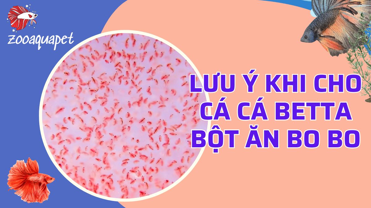 cho cá betta bột ăn bo bo zooaquapet