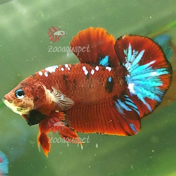 hình nền Betta Red Fancy Star