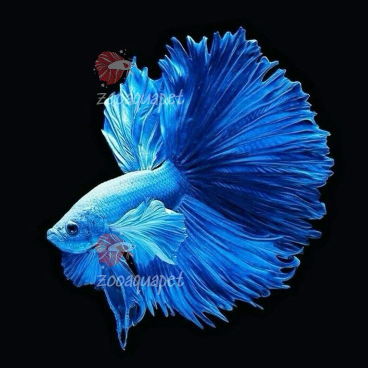 hình nền cá Blue Dragon Betta