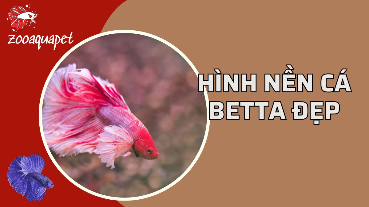 hình nền cá betta đẹp