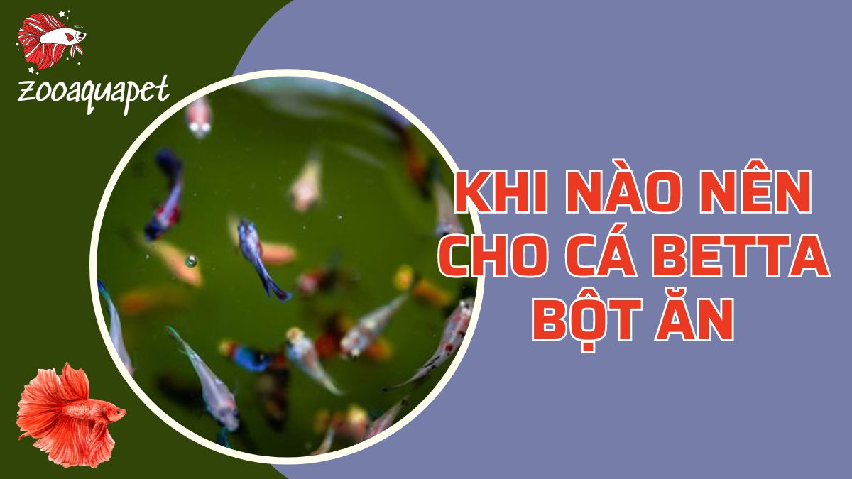 khi nào nên cho cá betta bột ăn