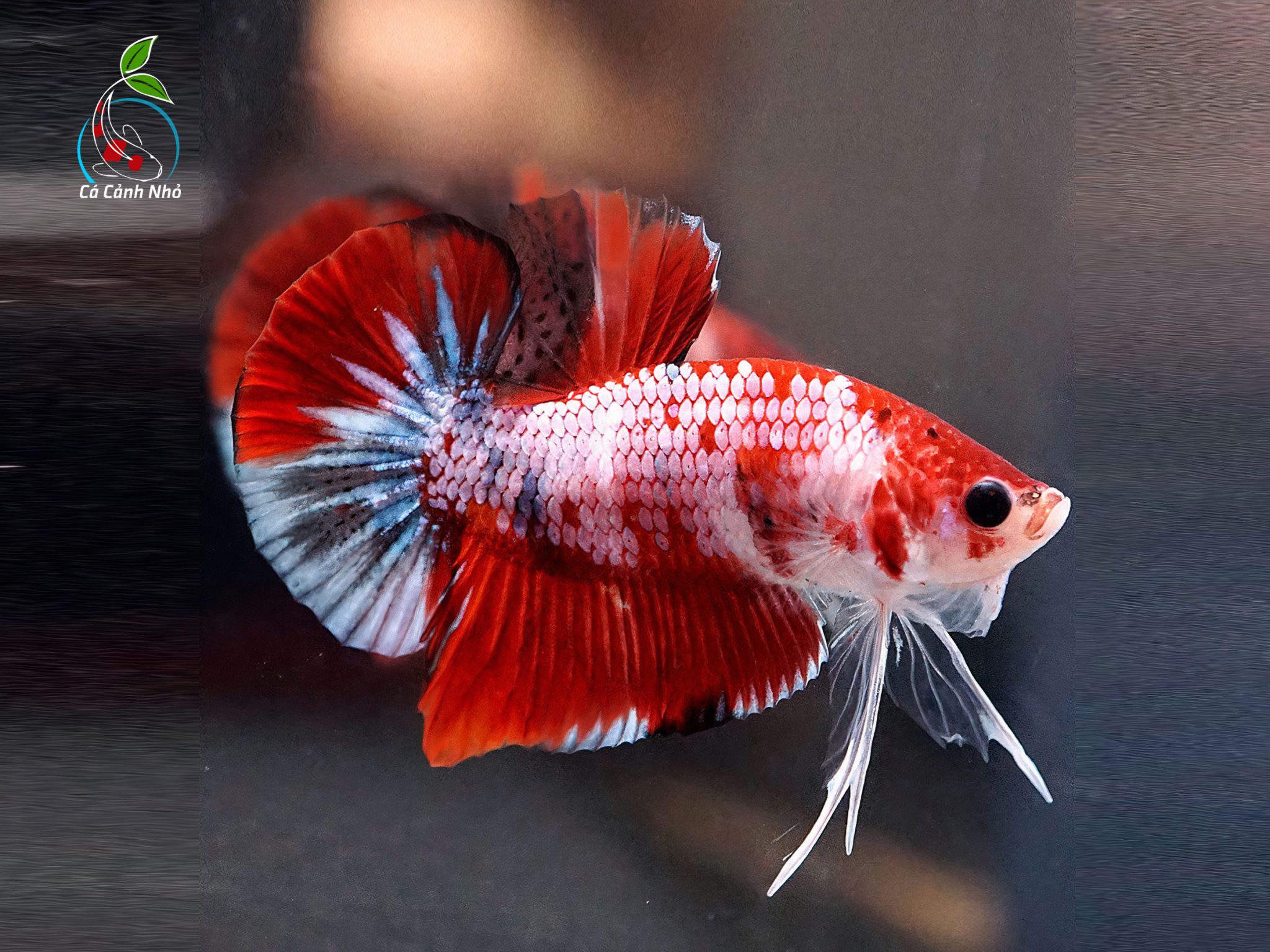 tim hieu ve ca betta koi 659c2d19f295a